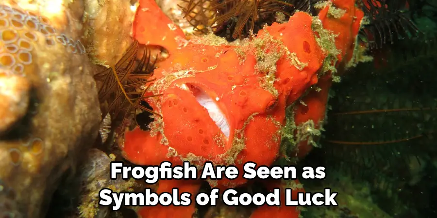 Frogfish Are Seen as Symbols of Good Luck