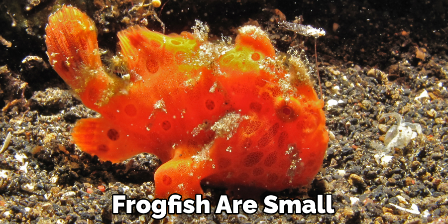 Frogfish Are Small