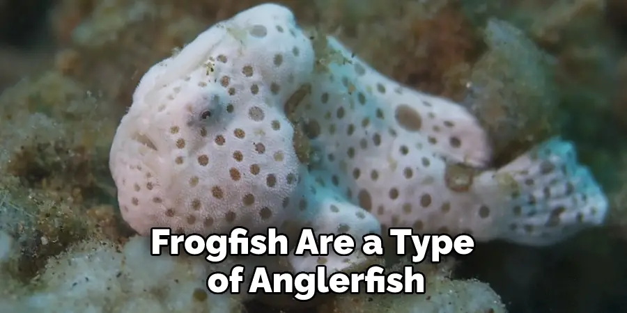 Frogfish Are a Type of Anglerfish