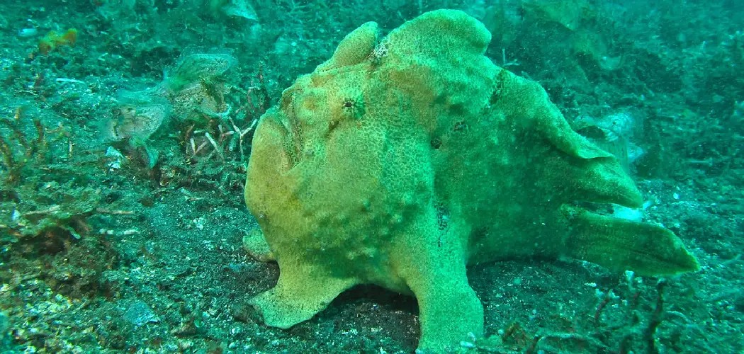 Frogfish Spiritual Meaning, Symbolism and Totem