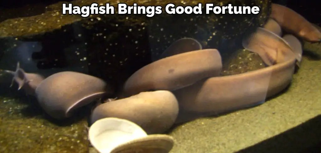 Hagfish Brings Good Fortune