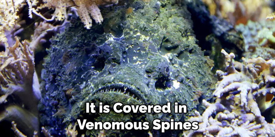 It is Covered in Venomous Spines