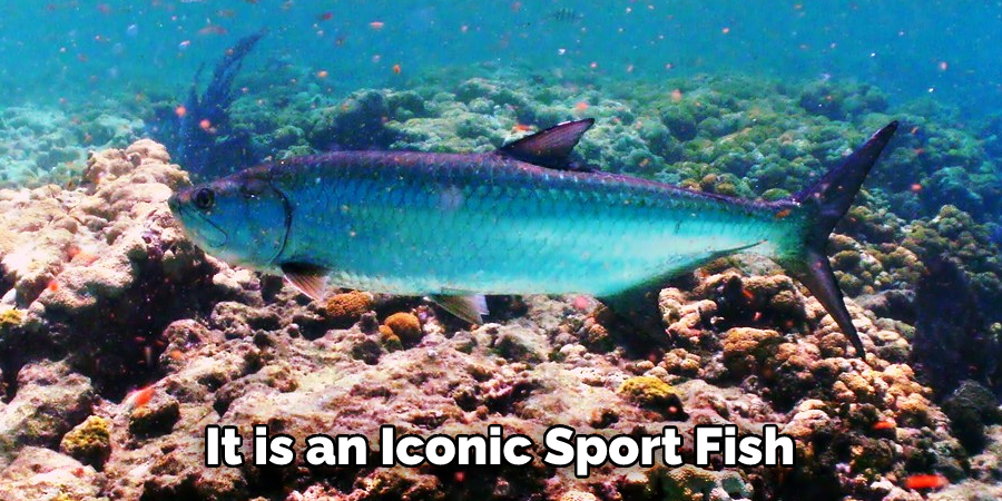 It is an Iconic Sport Fish