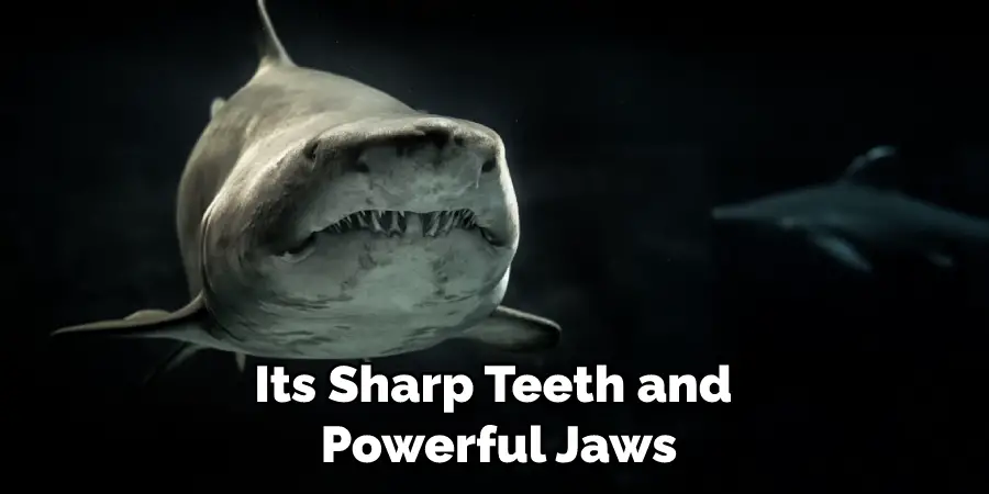 Its Sharp Teeth and Powerful Jaws