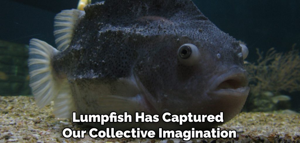 Lumpfish Has Captured Our Collective Imagination