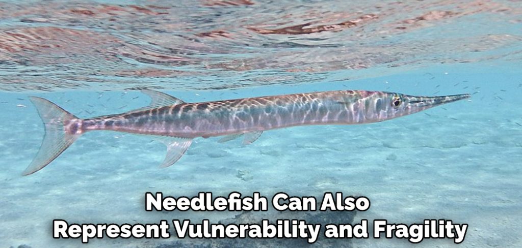 Needlefish Can Also Represent Vulnerability and Fragility