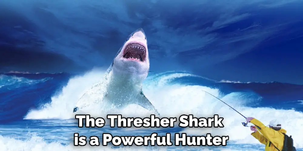 The Thresher Shark is a Powerful Hunter