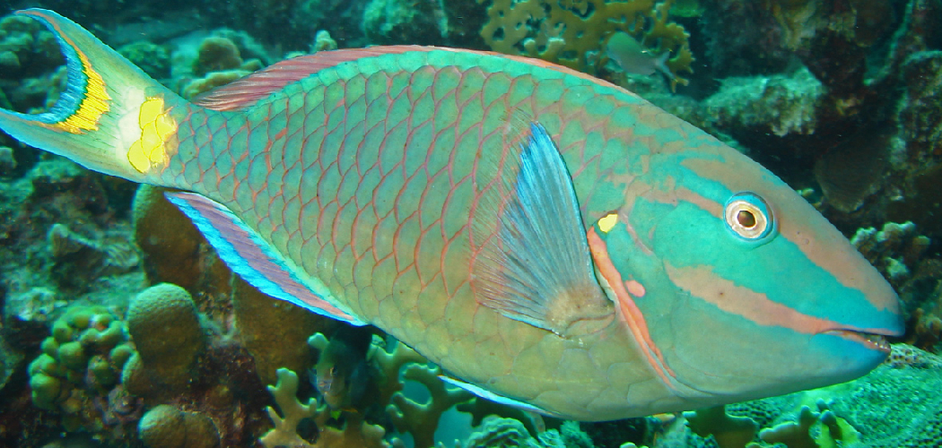 Parrotfish Spiritual Meaning, Symbolism and Totem
