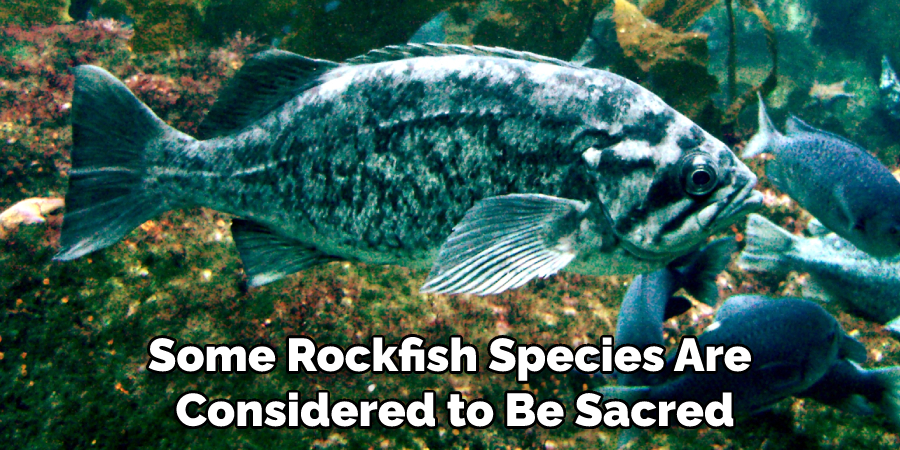 Some Rockfish Species Are Considered to Be Sacred