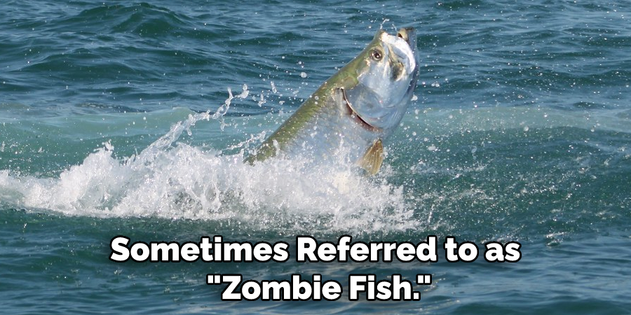 Sometimes Referred to as "Zombie Fish."