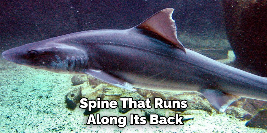 Spine That Runs Along Its Back