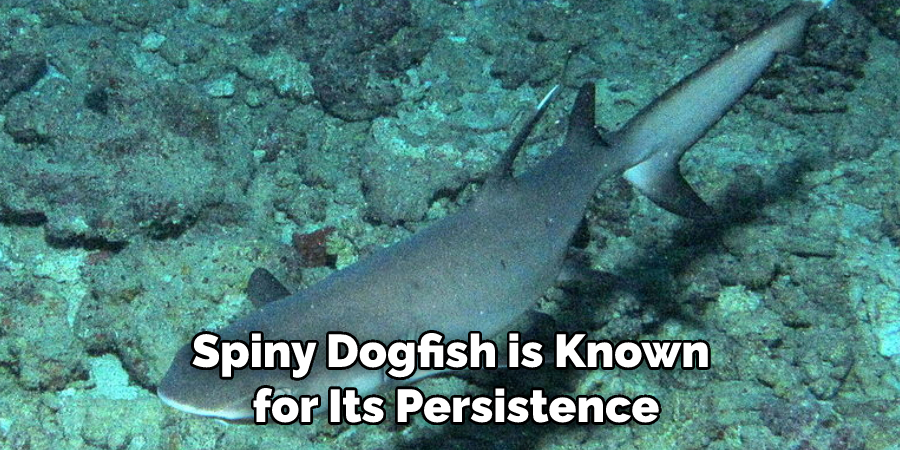 Spiny Dogfish is Known for Its Persistence