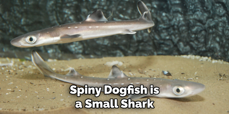 Spiny Dogfish is a Small Shark