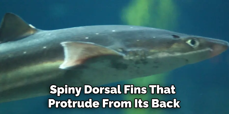 Spiny Dorsal Fins That Protrude From Its Back