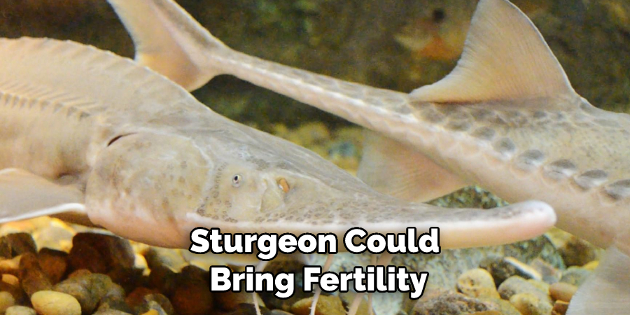 Sturgeon Could Bring Fertility