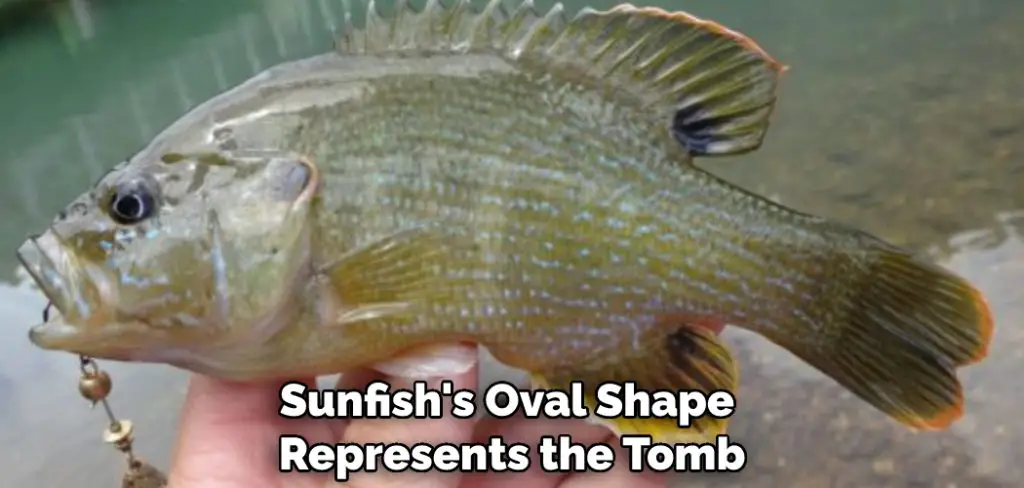 Sunfish's Oval Shape Represents the Tomb