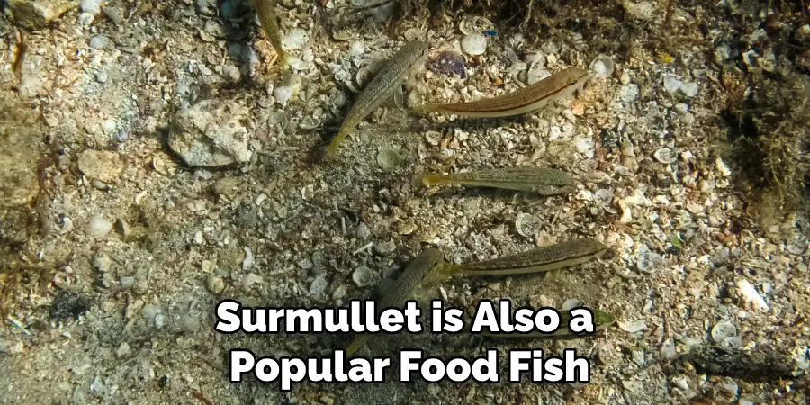 Surmullet is Also a Popular Food Fish