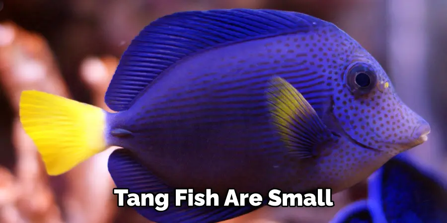 Tang Fish Are Small