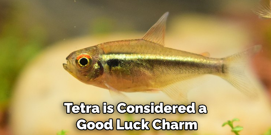Tetra is Considered a Good Luck Charm