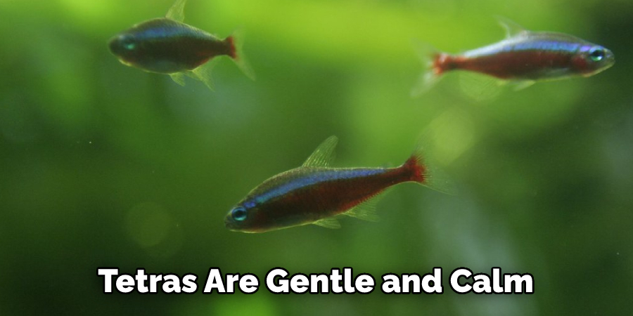 Tetras Are Gentle and Calm