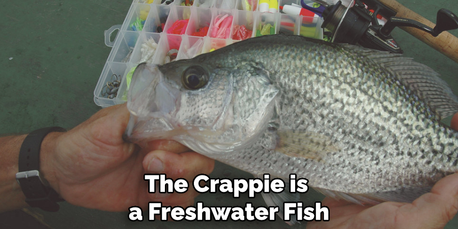 The Crappie is a Freshwater Fish