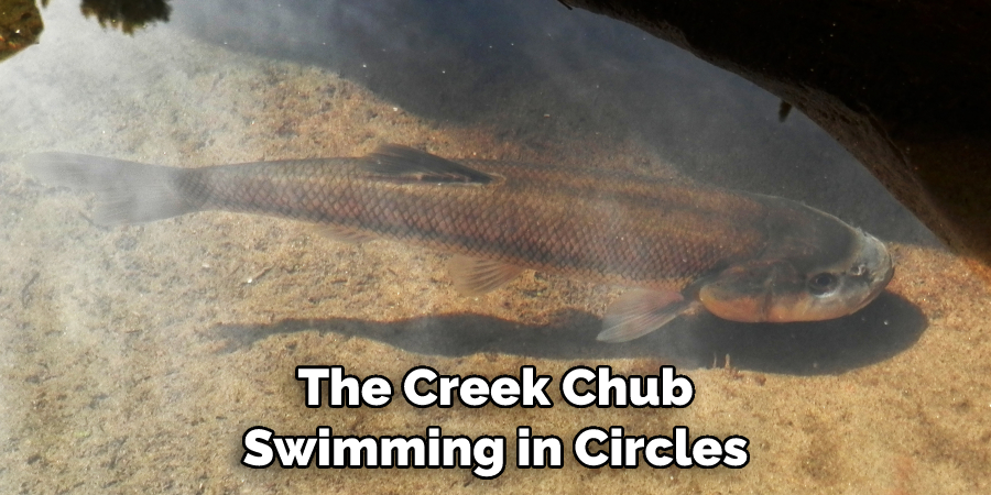 The Creek Chub Swimming in Circles