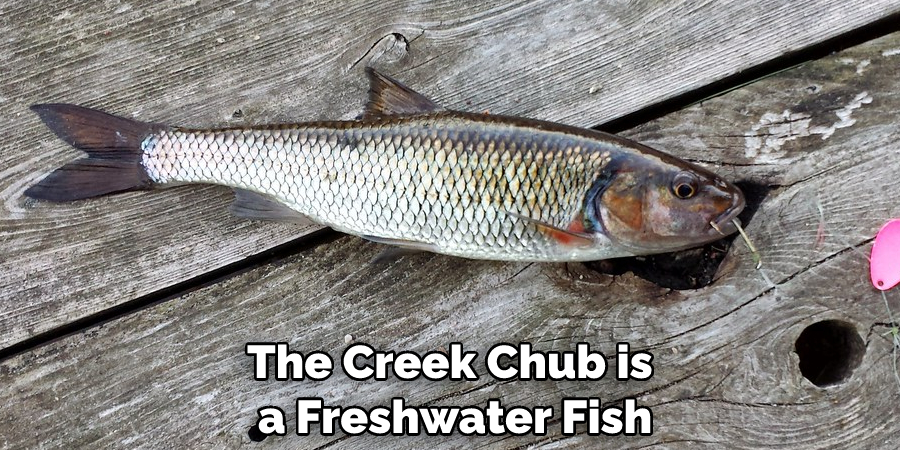 The Creek Chub is a Freshwater Fish
