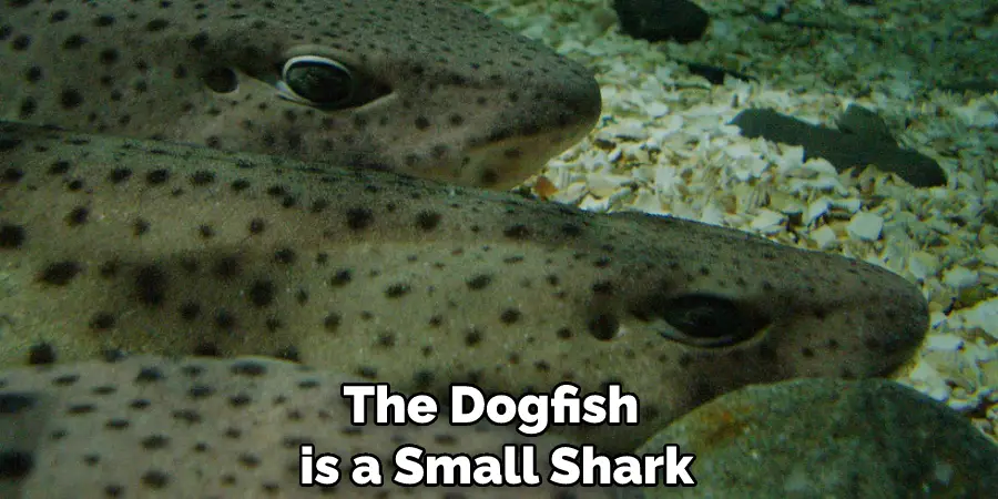 The Dogfish is a Small Shark