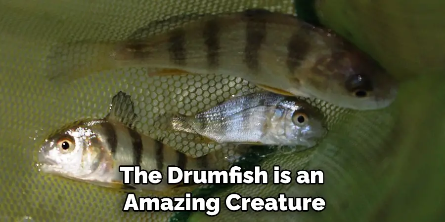 The Drumfish is an Amazing Creature