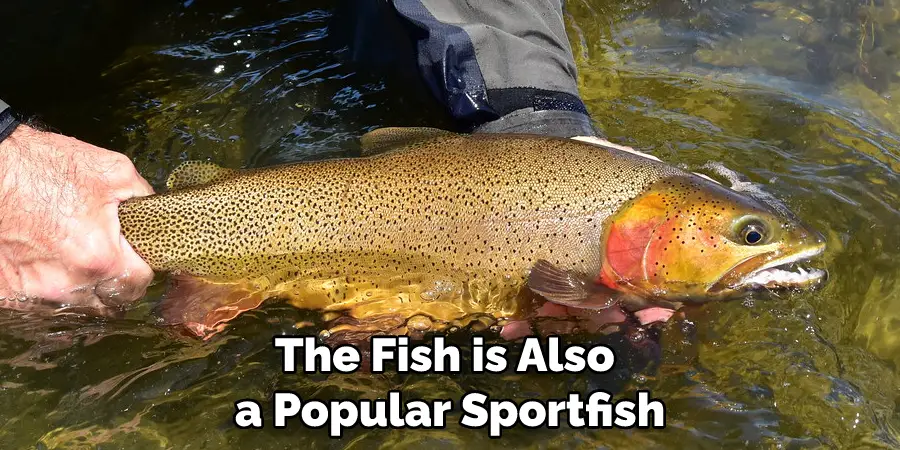 The Fish is Also a Popular Sportfish