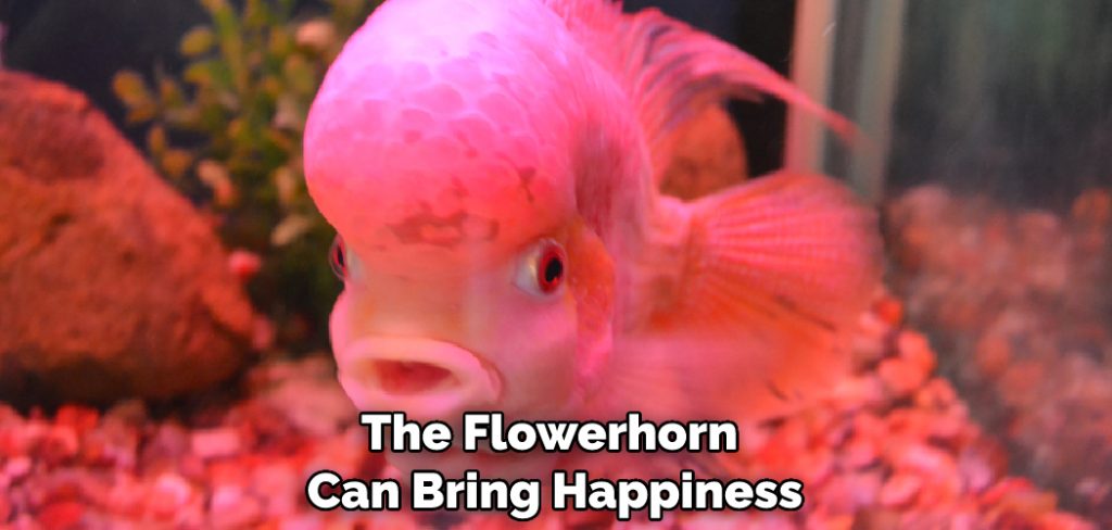 The Flowerhorn Can Bring Happiness
