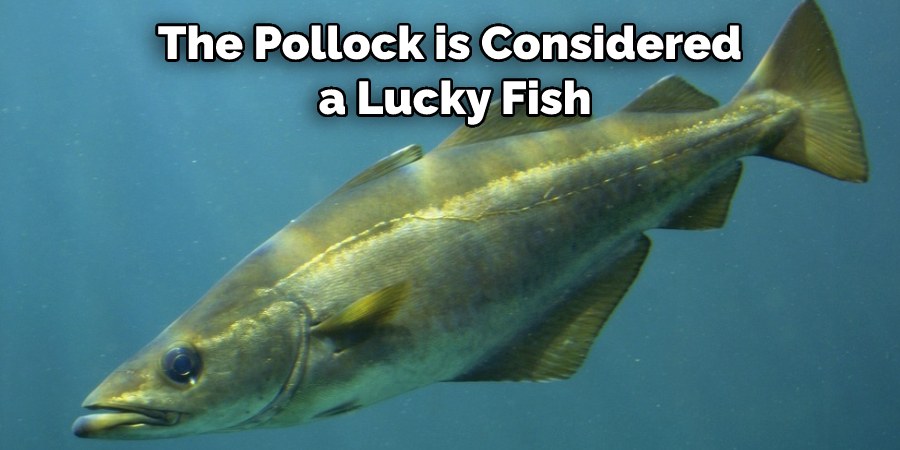 The Pollock is Considered a Lucky Fish