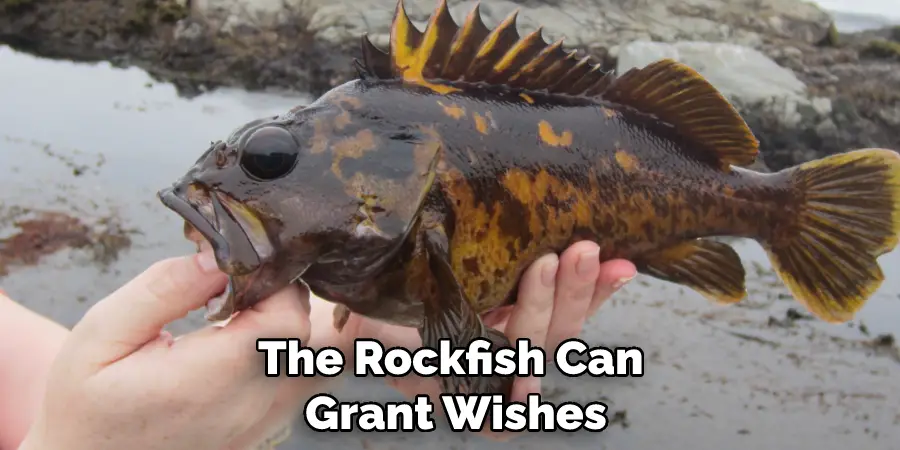 The Rockfish Can Grant Wishes