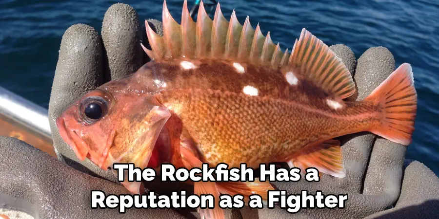 The Rockfish Has a Reputation as a Fighter