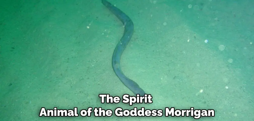 The Spirit Animal of the Goddess Morrigan