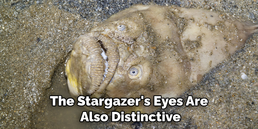 The Stargazer's Eyes Are Also Distinctive