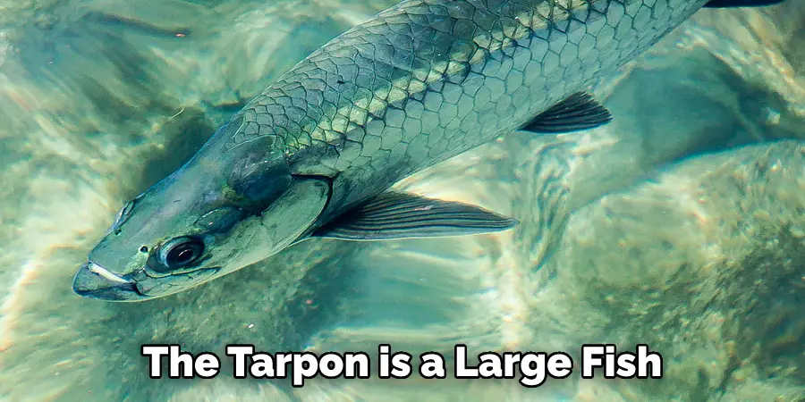 The Tarpon is a Large Fish