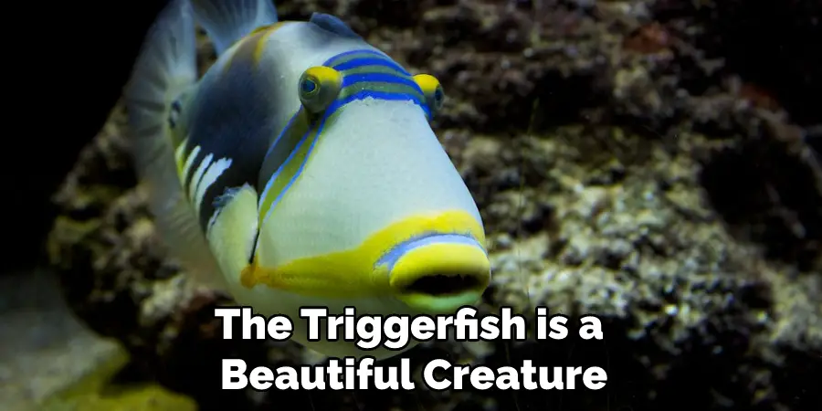 The Triggerfish is a Beautiful Creature