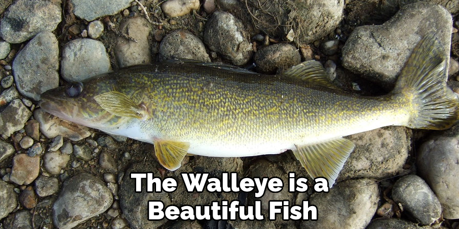 The Walleye is a Beautiful Fish