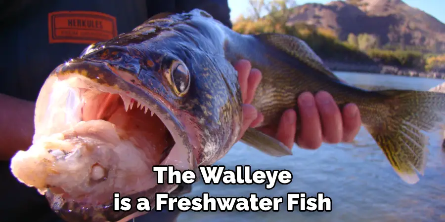 The Walleye is a Freshwater Fish
