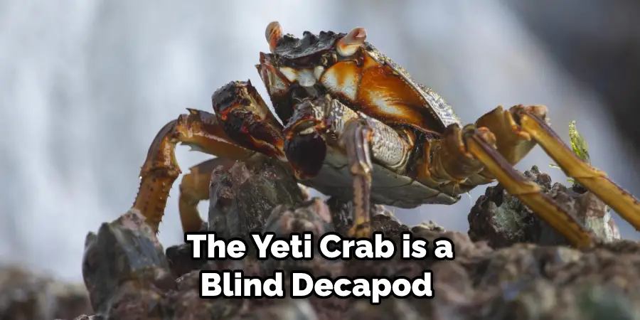 The Yeti Crab is a Blind Decapod 