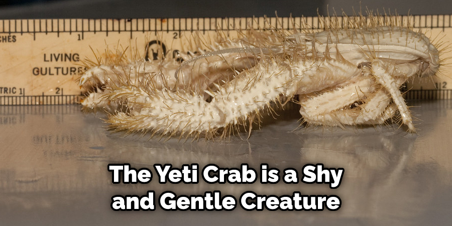 The Yeti Crab is a Shy and Gentle Creature