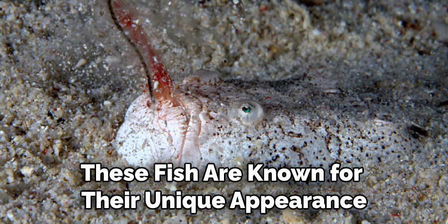 These Fish Are Known for Their Unique Appearance
