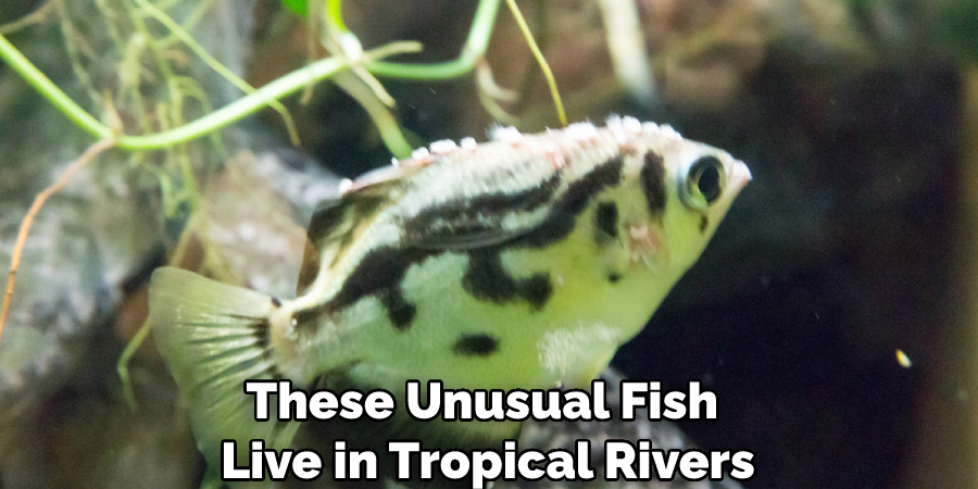 These Unusual Fish Live in Tropical Rivers
