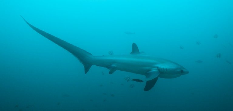 Thresher Shark Spiritual Meaning, Symbolism and Totem | 2024