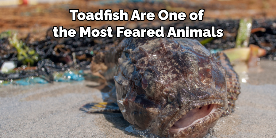 Toadfish Are One of the Most Feared Animals