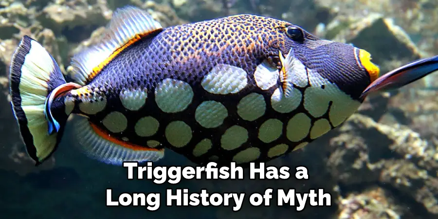 Triggerfish Has a Long History of Myth