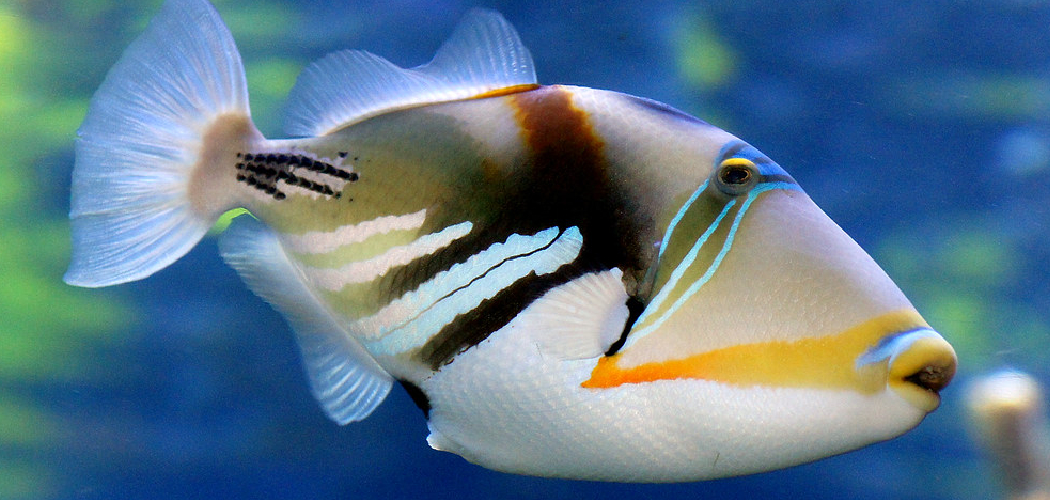 Triggerfish Spiritual Meaning, Symbolism and Totem