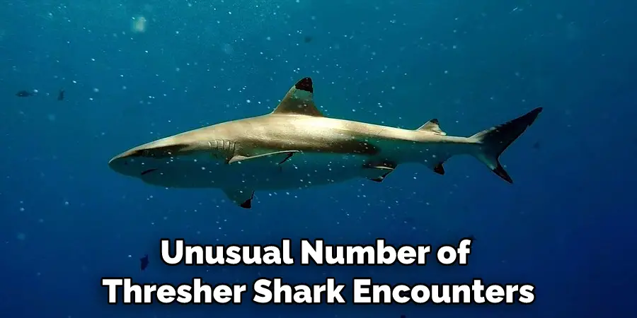 Unusual Number of Thresher Shark Encounters