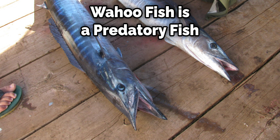 Wahoo Fish is a Predatory Fish